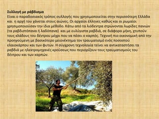 Συλλογή με ράβδισμα
Είναι ο παραδοσιακός τρόπος συλλογής που χρησιμοποιείται στην περισσότερη Ελλάδα
και η αρχή του χάνεται στους αιώνες. Οι αρχαίοι έλληνες καθώς και οι ρωμαίοι
χρησιμοποιούσαν την ίδια μέθοδο. Κάτω από τα λιόδεντρα στρώνονται λωρίδες πανιών
(τα ραβδιστόπανα ή λαδόπανα) και με ευλύγιστα ραβδιά, σε διάφορα μήκη, χτυπούν
τους κλάδους του δέντρου μέχρι που να πέσει ο καρπός. Τεχνική πιο οικονομική από την
προηγούμενη με βασικότερο μειονέκτημα τον τραυματισμό ενός ποσοστού
ελαιοκάρπου και των φυτών. Η σύγχρονη τεχνολογία τείνει να αντικαταστήσει τα
ραβδιά με ηλεκτρομηχανές κρούσεως που περιορίζουν τους τραυματισμούς του
δέντρου και των καρπών.
 