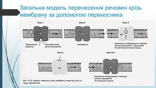 Загальна модель перенесення речовин крізь
мембрану за допомогою переносника
 