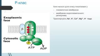 Р-клас
Іонні насоси цього класу локалізовані у
- плазматичних мембранах
- мембранах ендоплазматичного
ретикулюму
Транспортують Na+, K+, Ca2+, Mg2+, H+ тощо
 