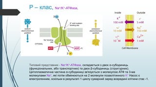 P – клас, Na+/K+-АТФаза,
Типовий представник - Na+/K+-АТФаза, складається з двох α-субодиниць
(функціональних, або транспортних) та двох β-субодиниць (структурних).
Цитоплазматична частина α-субодиниці зв'язується з молекулою АТФ та 3-ма
молекулами Na+, які потім обмінюються на 2 молекули позаклітинного K+ Насос є
електрогенним, оскільки в результаті 1 циклу сумарний заряд всередині клітини стає -1.
 
