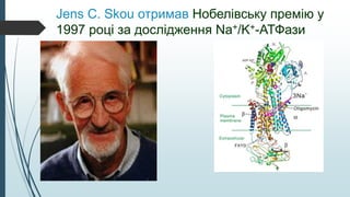 Jens C. Skou отримав Нобелівську премію у
1997 році за дослідження Na+/K+-АТФази
 