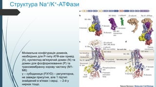 Структура Na+/K+-АТФази
Мінімальна конфігурація доменів,
необхідних для P-типу АТФ-ази привід
(A), нуклеотид-зв'язуючий домен (N) та
домен для фосфорилювання (P) та
трансмембранну корову частину (М1-
М6)
γ – субодиниця (FXYD) – регуляторна,
не завжди присутня, але 1 підтип
знайдений в м'язах і серці, – 2-й у
нирках тощо.
 