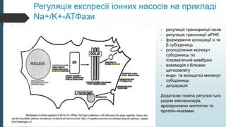 Регуляція експресії іонних насосів на прикладі
Na+/K+-АТФази
- регуляція транскрипції генів
- регуляція трансляції мРНК
- формування ассоціації α та
β субодиниць
- розподілення молекул
субодиниць по
плазматичній мембрані
- взаємодія з білками
цитоскелету
- ендо- та екзоцитоз молекул
субодиниць
- деградація
Додатково помпа регулюється
рядом ейкозанойдів,
арахідоновою кислотою та
протеїн-кіназами.
 