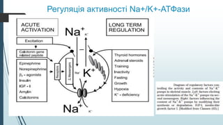 Регуляція активності Na+/K+-АТФази
 