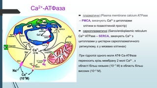 Ca2+-АТФаза
 плазматичні (Plasma membrane calcium ATPase
– PMCA, викачують Ca2+ з цитoплазми
клітини в позаклітинній простір)
 саркоплазматичні (Sarco/endoplasmic reticulum
Ca2+-ATPase – SERCA, закачують Ca2+ з
цитоплазми у цистерни саркоплазматичного
ретикулюму, є у мязевих клітинах)
При гідролізі одного моля АТФ Са-АТФаза
переносить крізь мембрану 2 молі Ca2+ , з
області більш низьких (10–7 М) в область більш
високих (10–3 М).
 