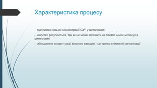 Характеристика процесу
- підтримка низької концентрації Са2+ у цитоплазмі
- жорстко регулюється, так як це може впливати на багато інших молекул в
цитоплазмі
- збільшення концентрації вільного кальцію - це тригер клітинної сигналізації
 