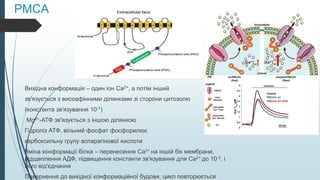 PMCA
Вихідна конформація – один іон Са2+, а потім інший
зв'язується з висоафінними ділянками зі сторони цитозолю
(константа зв'язування 10-7)
Mg2+-АТФ зв'язується з іншою ділянкою
Гідроліз АТФ, вільний фосфат фосфорилює
карбоксильну групу аспарагінової кислоти
Зміна конформації білка – перенесення Са2+ на іншій бік мембрани,
відщеплення АДФ, підвищення константи зв'язування для Сa2+ до 10-3, і
його від'єднання
Повернення до вихідної конформаційної будови, цикл повторюється
 