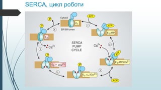 SERCA, цикл роботи
 
