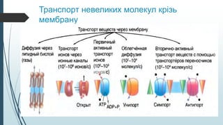 Транспорт невеликих молекул крізь
мембрану
 