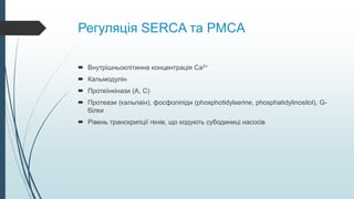 Регуляція SERCA та PMCA
 Внутрішньоклітинна концентрація Са2+
 Кальмодулін
 Протеїнкінази (А, С)
 Протеази (кальпаін), фосфоліпіди (phosphotidylserine, phosphatidylinositol), G-
білки
 Рівень транскрипції генів, що кодують субодиниці насосів
 