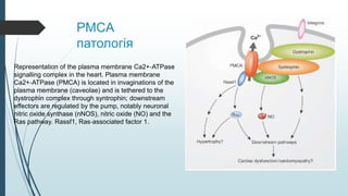 PMCA
патологія
Representation of the plasma membrane Ca2+‐ATPase
signalling complex in the heart. Plasma membrane
Ca2+‐ATPase (PMCA) is located in invaginations of the
plasma membrane (caveolae) and is tethered to the
dystrophin complex through syntrophin; downstream
effectors are regulated by the pump, notably neuronal
nitric oxide synthase (nNOS), nitric oxide (NO) and the
Ras pathway. Rassf1, Ras‐associated factor 1.
 