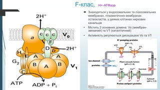 F-клас, H+-АТФаза
 Знаходяться у ендосомальних та лізосомальних
мембранах, плазматичних мембранах
остеокластів, у деяких клітинах ниркових
канальців
• Містить 2 основних домена: Vo (мембран-
звязаний) та V1 (каталітичний)
• Активність регулюється дисоціацією Vo та V1
 