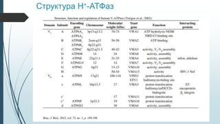 Структура H+-АТФаз
 