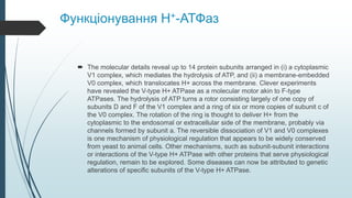 Функціонування H+-АТФаз
 The molecular details reveal up to 14 protein subunits arranged in (i) a cytoplasmic
V1 complex, which mediates the hydrolysis of ATP, and (ii) a membrane-embedded
V0 complex, which translocates H+ across the membrane. Clever experiments
have revealed the V-type H+ ATPase as a molecular motor akin to F-type
ATPases. The hydrolysis of ATP turns a rotor consisting largely of one copy of
subunits D and F of the V1 complex and a ring of six or more copies of subunit c of
the V0 complex. The rotation of the ring is thought to deliver H+ from the
cytoplasmic to the endosomal or extracellular side of the membrane, probably via
channels formed by subunit a. The reversible dissociation of V1 and V0 complexes
is one mechanism of physiological regulation that appears to be widely conserved
from yeast to animal cells. Other mechanisms, such as subunit-subunit interactions
or interactions of the V-type H+ ATPase with other proteins that serve physiological
regulation, remain to be explored. Some diseases can now be attributed to genetic
alterations of specific subunits of the V-type H+ ATPase.
 