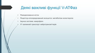 Деякі важливі функції V-АТФаз
• Ремоделювання кісток
• Рецептор-опосередкований екзоцитоз: метаболізм холестерола
• Імунна система: макрофаги
• H+-залежний транспорт нейротрансміттерів
 