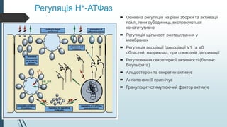 Регуляція H+-АТФаз
 Основна регуляція на рівні зборки та активації
помп, гени субодиниць експресуються
конститутивно
 Регуляція щільності розташування у
мембранах
 Регуляція асоціації /дисоціації V1 та V0
областей, наприклад, при глюкозній депривації
 Регулювання секреторної активності (баланс
бісульфита)
 Альдостерон та секретин активує
 Ангіотензин ІІ пригнічує
 Гранулоцит-стимулюючий фактор активує
 