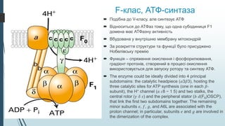 F-клас, АТФ-синтаза
 Подібна до V-класу, але синтезує АТФ
 Відноситься до АТФаз тому, що одна субодиниця F1
домена має АТФазну активність
 Вбудована у внутрішню мембрану мітохондрій
 За розкриття структури та функції було присуджено
Нобелівську премію
 Функція – спряження окислення і фосфорилювання,
градієнт протонів, створений в процесі окислення
використовується для запуску ротору та синтезу АТФ.
 The enzyme could be ideally divided into 4 principal
subdomains: the catalytic headpiece (𝛼3𝛽3), hosting the
three catalytic sites for ATP synthesis (one in each 𝛽-
subunit), the H+ channel (𝑎 𝑐8 − 1 5) and two stalks, the
central rotor (𝛾 𝛿 𝜀) and the peripheral stator (𝑏 𝑑(F6)OSCP),
that link the first two subdomains together. The remaining
minor subunits 𝑒, 𝑓, 𝑔, and A6L are associated with the
proton channel; in particular, subunits 𝑒 and 𝑔 are involved in
the dimerization of the complex.
 