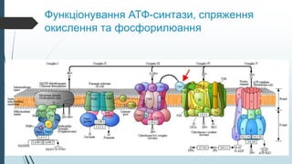 Функціонування АТФ-синтази, спряження
окислення та фосфорилюання
 