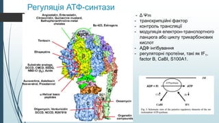 Регуляція АТФ-синтази
- Δ Ψ𝑚
- транскрипційні фактор
- контроль трансляції
- модуляція електрон-транспортного
ланцюга або циклу трикарбонових
кислот
- AДФ інгібування
- регуляторні протеїни, такі як IF1,
factor B, CaBI, S100A1.
 