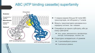 ABC (ATP binding cassette) superfamily
 У людини відомо більше 50 типів ABC
транспортерів, які об'єднані у 7 класів
 Можуть транспортувати речовини як в
середину клітини, так і назовні
 Специфічні до одного субстрату, або до
класу субстратів
 Іони, цукри, амінокислоти, фосфоліпіди,
пептіди, полісахариди, токсини, лікі
 Структурно складаються з 4 доменів
 2 трансмембранні домена
 2 цитозольні домена
 