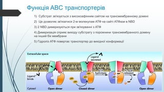 Функція ABC транспортерів
1) Субстрат зв'язується з високоафінним сайтом на трансмембранному домені
2) Це дозволяє зв'язатися 2-м молекулам АТФ на сайті АТФази в NBD
3) 2 NBD димеризуються при зв'язуванні з АТФ
4) Димеризація сприяє виходу субстрату з порожнини трансмембранного домену
на інший бік мембрани
5) Гідроліз АТФ повертає транспортер до вихідної конформації
 