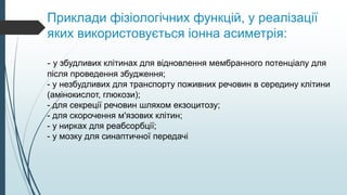 Приклади фізіологічних функцій, у реалізації
яких використовується іонна асиметрія:
- у збудливих клітинах для відновлення мембранного потенціалу для
після проведення збудження;
- у незбудливих для транспорту поживних речовин в середину клітини
(амінокислот, глюкози);
- для секреції речовин шляхом екзоцитозу;
- для скорочення м'язових клітин;
- у нирках для реабсорбції;
- у мозку для синаптичної передачі
 