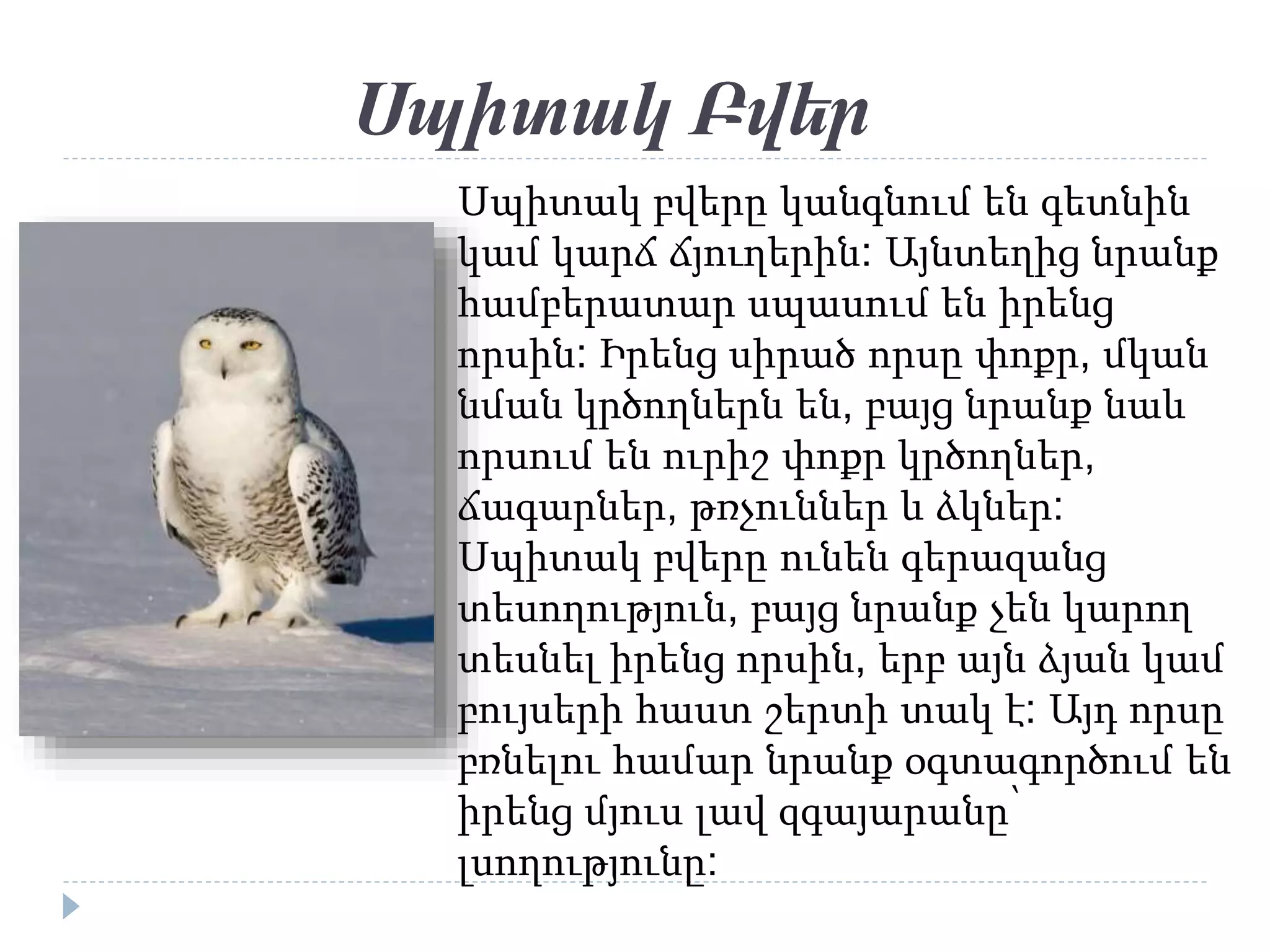 Սպիտակ Բվեր
Սպիտակ բվերը կանգնում են գետնին
կամ կարճ ճյուղերին: Այնտեղից նրանք
համբերատար սպասում են իրենց
որսին: Իրենց սիրած որսը փոքր, մկան
նման կրծողներն են, բայց նրանք նաև
որսում են ուրիշ փոքր կրծողներ,
ճագարներ, թռչուններ և ձկներ:
Սպիտակ բվերը ունեն գերազանց
տեսողություն, բայց նրանք չեն կարող
տեսնել իրենց որսին, երբ այն ձյան կամ
բույսերի հաստ շերտի տակ է: Այդ որսը
բռնելու համար նրանք օգտագործում են
իրենց մյուս լավ զգայարանը՝
լսողությունը:
 