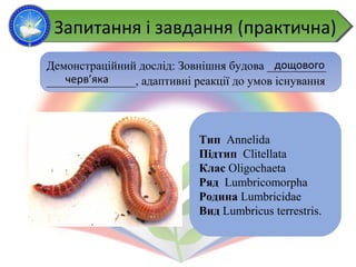 Демонстраційний дослід: Зовнішня будова __________
_______________, адаптивні реакції до умов існування
Тип Annelida
Підтип Clitellata
Клас Oligochaeta
Ряд Lumbricomorpha
Родина Lumbricidae
Вид Lumbricus terrestris.
дощового
черв’яка
Запитання і завдання (практична)Запитання і завдання (практична)
 