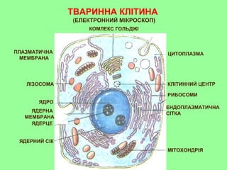 ТВАРИННА КЛІТИНА
МІТОХОНДРІЯ
КОМЛЕКС ГОЛЬДЖІ
РИБОСОМИ
КЛІТИННИЙ ЦЕНТР
ЦИТОПЛАЗМА
ЛІЗОСОМА
ЯДРО
ЯДЕРЦЕ
ПЛАЗМАТИЧНА
МЕМБРАНА
ЯДЕРНИЙ СІК
ЯДЕРНА
МЕМБРАНА
ЕНДОПЛАЗМАТИЧНА
СІТКА
(ЕЛЕКТРОННИЙ МІКРОСКОП)
 