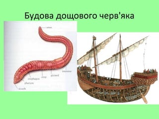 Будова дощового черв'яка
 