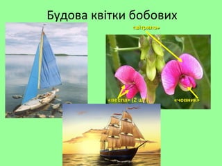 Будова квітки бобових
«вітрило»«вітрило»
«весла» (2 шт.)«весла» (2 шт.) «човник»«човник»
 