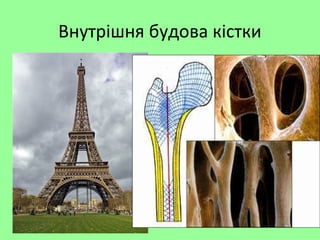 Внутрішня будова кістки
 