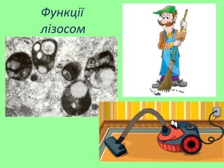 Функції
лізосом
 