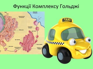 Функції Комплексу Гольджі
 