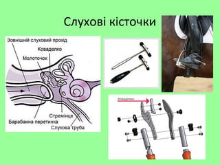 Слухові кісточки
 