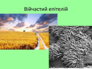 Війчастий епітелій
 