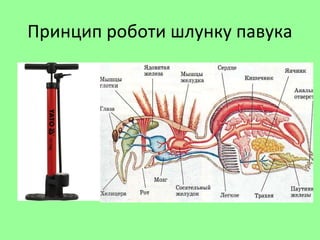 Принцип роботи шлунку павука
 