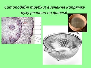 Ситоподібні трубки( вивчення напрямку
руху речовин по флоемі)
 
