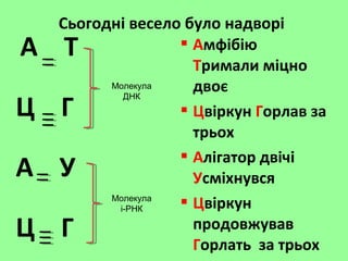 А Т
Ц Г
А У
Ц Г
 Амфібію
Тримали міцно
двоє
 Цвіркун Горлав за
трьох
 Алігатор двічі
Усміхнувся
 Цвіркун
продовжував
Горлать за трьох
Сьогодні весело було надворі
Молекула
ДНК
Молекула
і-РНК
 