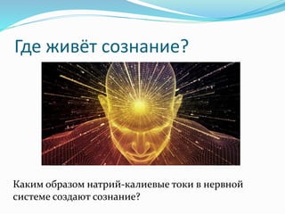 Где живёт сознание?
Каким образом натрий-калиевые токи в нервной
системе создают сознание?
 