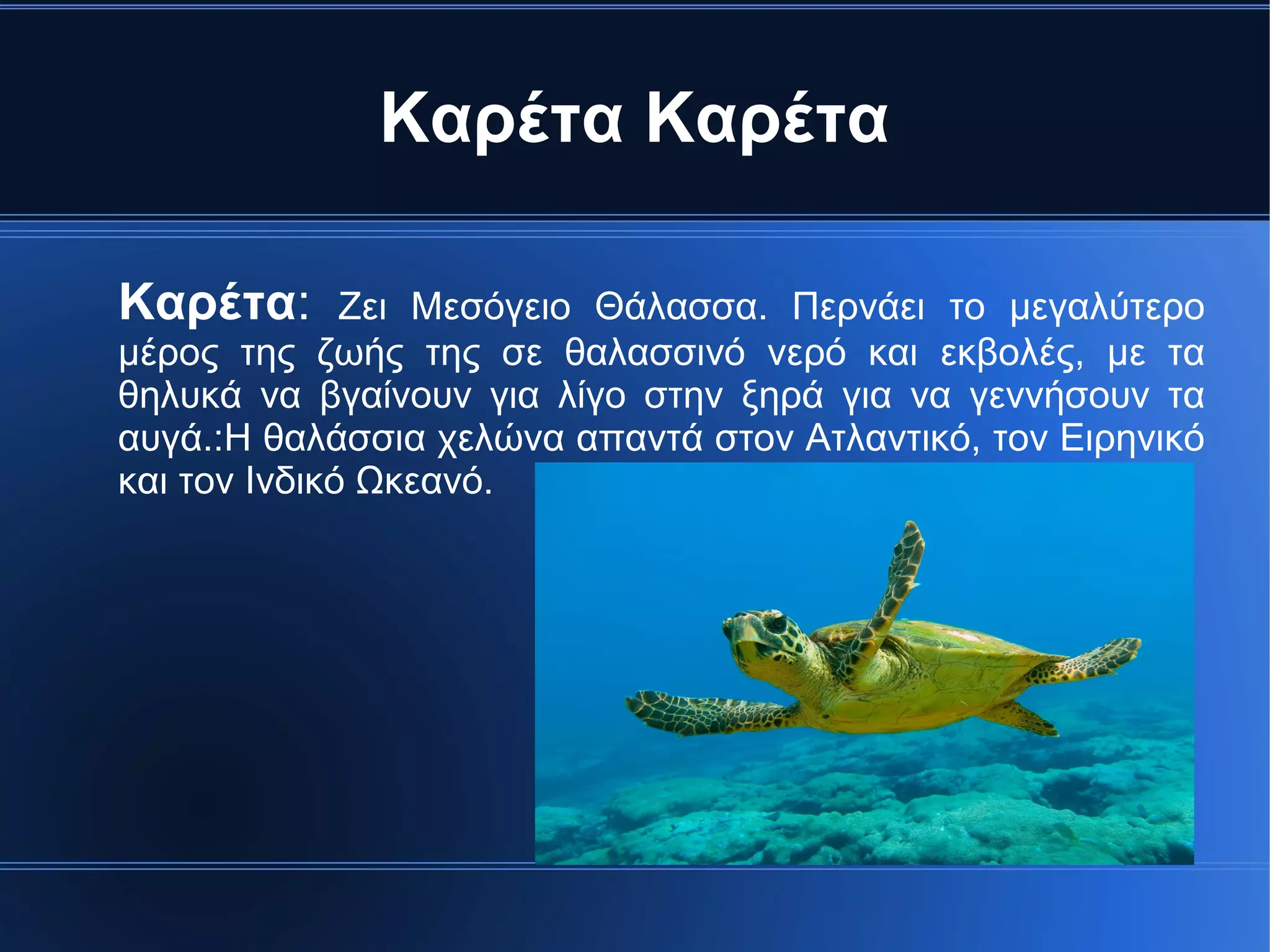 Καρέτα Καρέτα
Καρέτα: Ζει Μεσόγειο Θάλασσα. Περνάει το μεγαλύτερο
μέρος της ζωής της σε θαλασσινό νερό και εκβολές, με τα
θηλυκά να βγαίνουν για λίγο στην ξηρά για να γεννήσουν τα
αυγά.:Η θαλάσσια χελώνα απαντά στον Ατλαντικό, τον Ειρηνικό
και τον Ινδικό Ωκεανό.
 