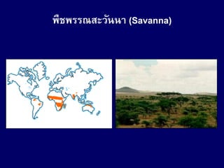 พืชพรรณสะวันนา (Savanna)
 