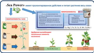 «Sea Power» имеет пролонгированное действие и питает растение весь сезон
МИКРОЭЛЕМЕНТЫ
Удобрение высвобождает
питательные элементы
постепенно
МАКРОЭЛЕМЕНТЫ N,P,K
Ca, Mg, S, Fe, Zn, Cu, B, Mn, Co,Mo, I
 