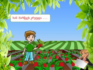 ხან მარწყვს კრეფდა . . .
 