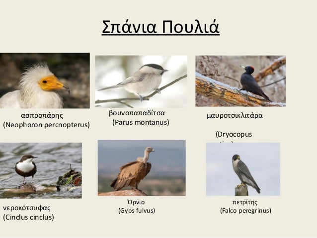 μεγάλο πουλί σκληρό πυρήνα