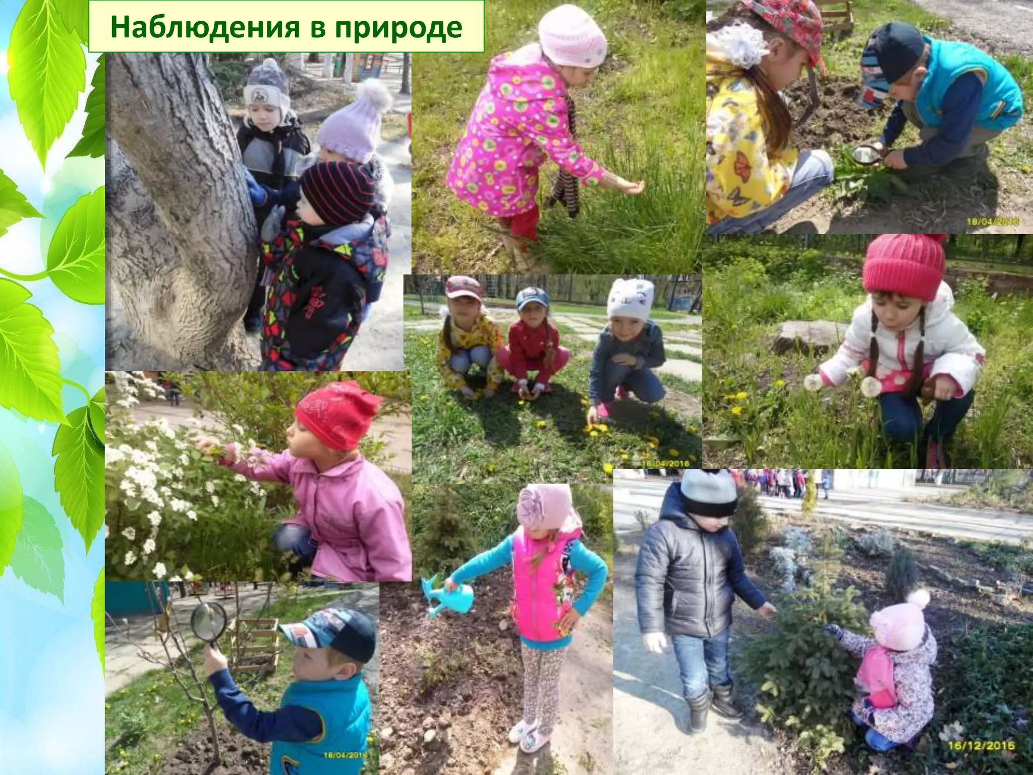 Наблюдения в природе
 