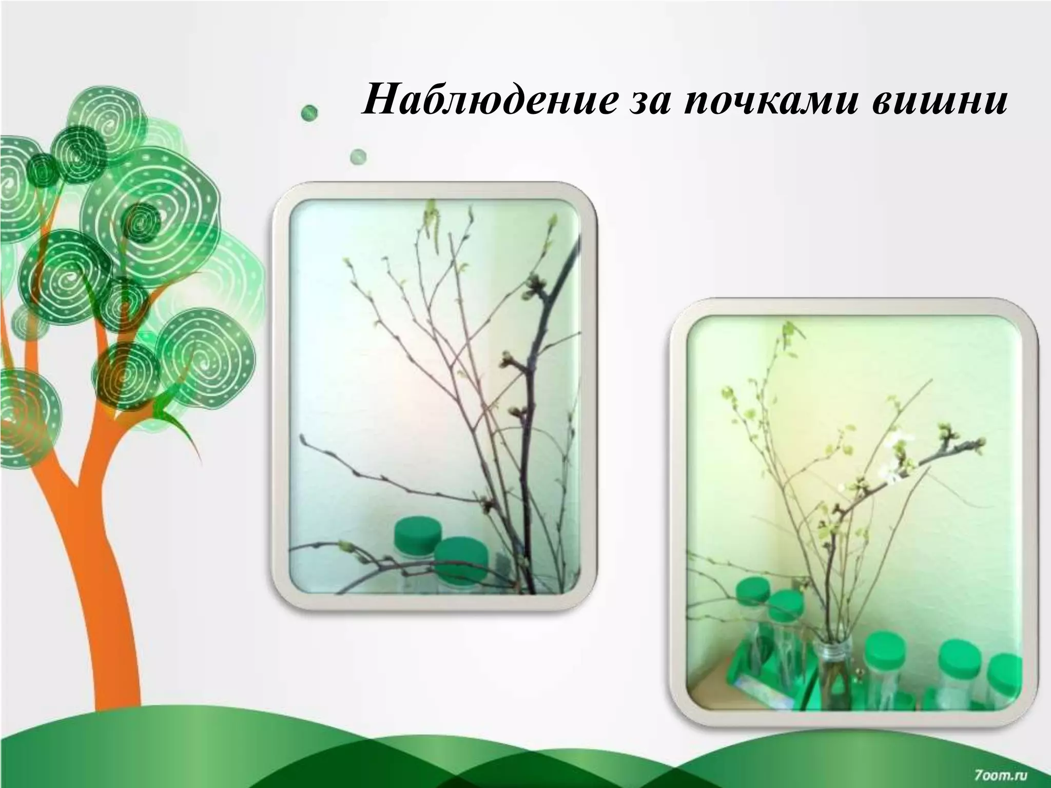 Наблюдение за почками вишни
 