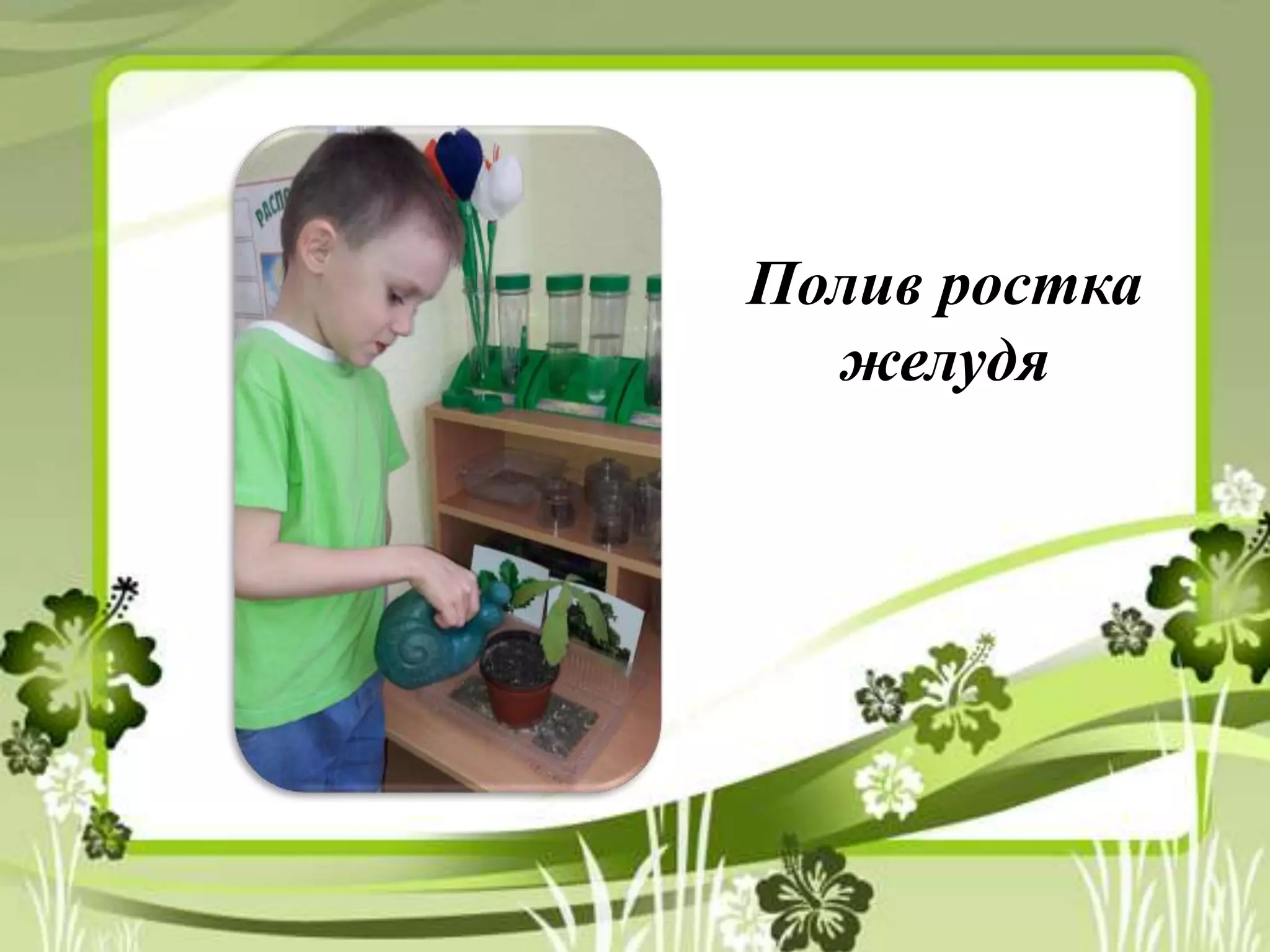 Полив ростка
желудя
 