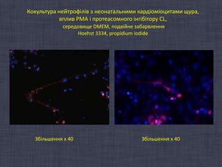 протеасомний протеоліз-та-пастки-смерті Slide 48