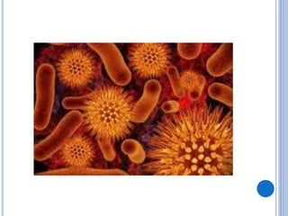 Բակտերիաների մասին